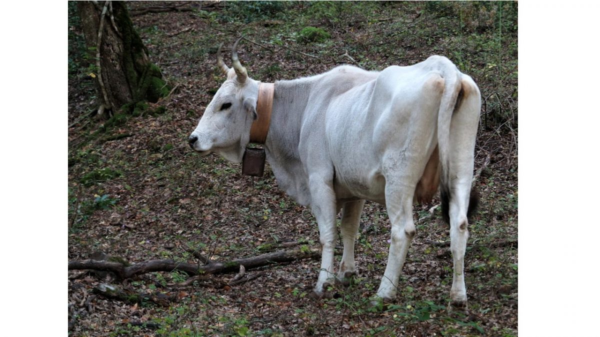 mucca