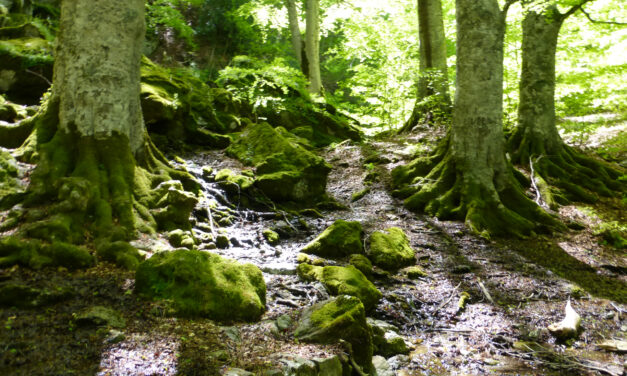 Da rifugio Acquafredda alla sorgente Catusa