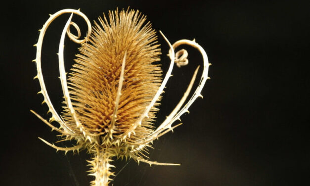 Sui sentieri dell’Abetina