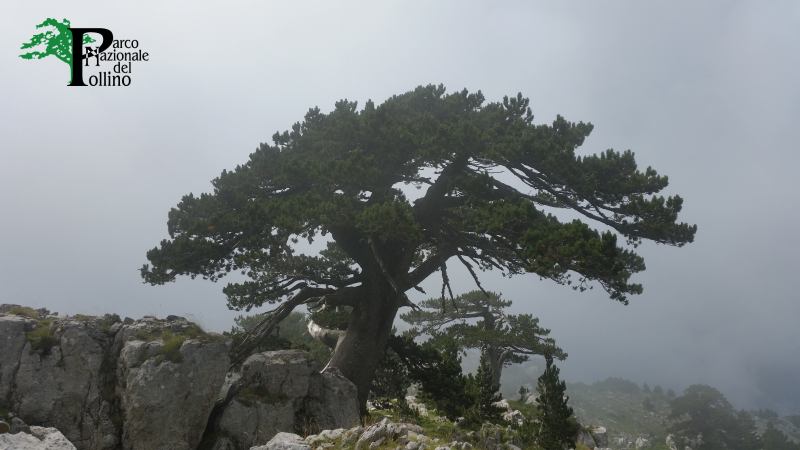 Parco Nazionale del Pollino