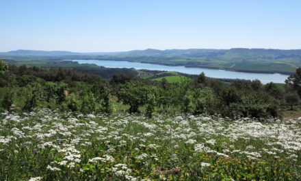 La collina di Timmari