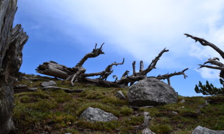 Da Madonna del Pollino a Serra di Crispo