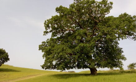 Il Bosco della Manferrara