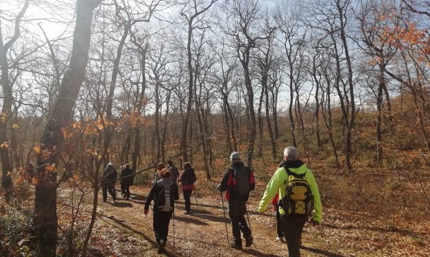 Il bosco della Manferrara