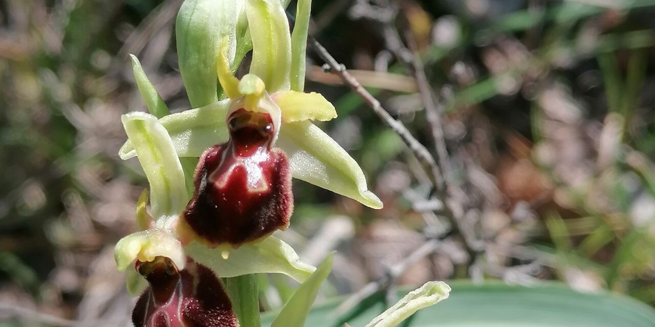 Alla scoperta e ricerca delle orchidee spontanee
