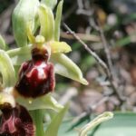 Alla scoperta e ricerca delle orchidee spontanee