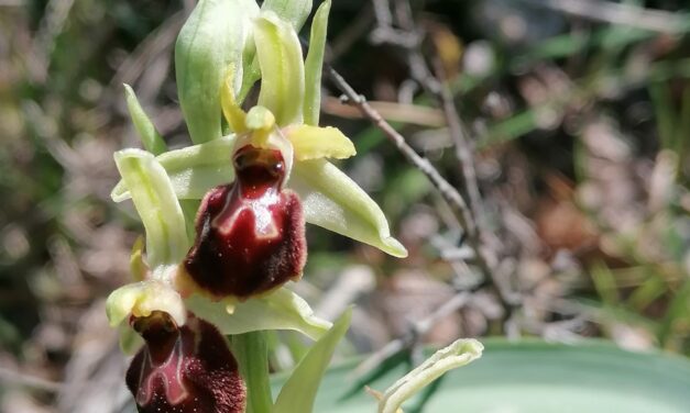 Alla scoperta e ricerca delle orchidee spontanee