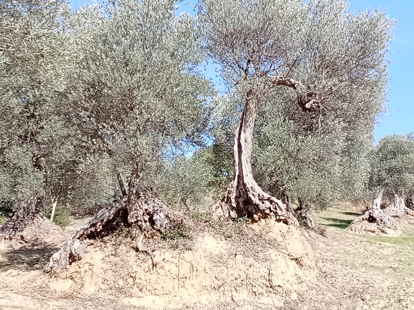 Fra gli olivi secolari della Basilicata